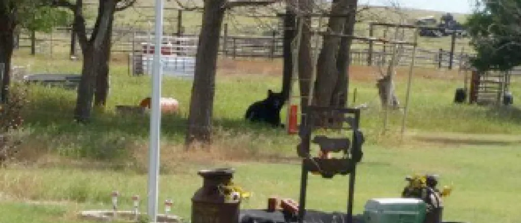 Bear near Eads Bear near Eads