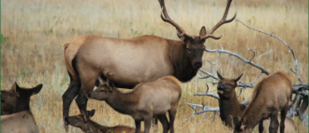 Elk Tours Elk Tours