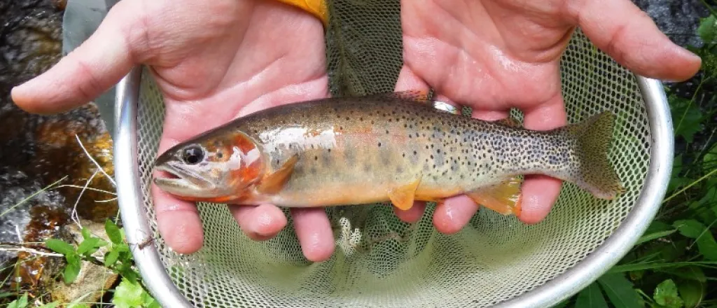 PICT Hayden Creek Trout - CPW PICT Hayden Creek Trout - CPW