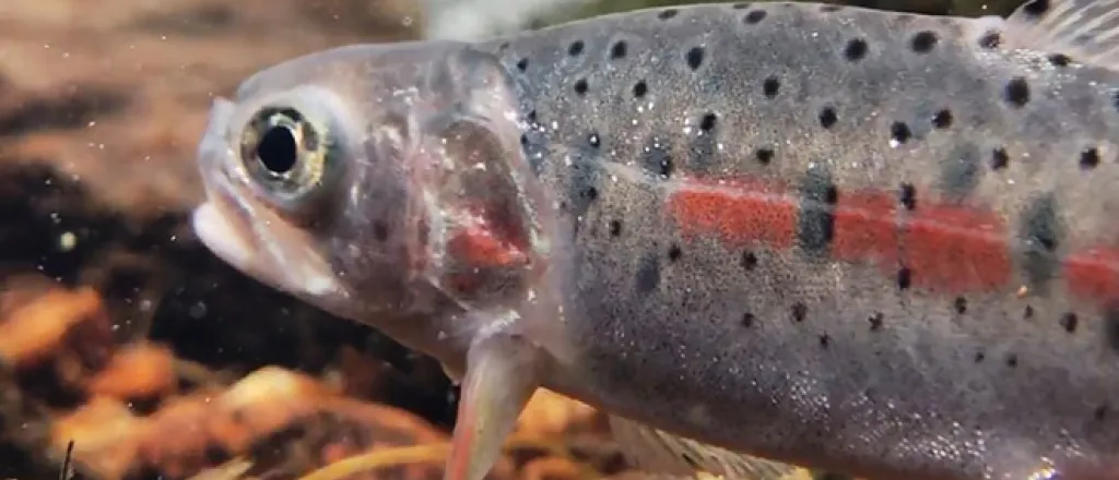 PICT Greenback Cutthroat Trout - CPW PICT Greenback Cutthroat Trout - CPW