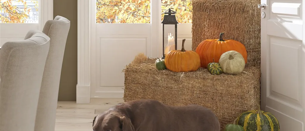 PICT - Dog Toy Pumpkin House Hay - BrandPoint ONLY PICT - Dog Toy Pumpkin House Hay - BrandPoint ONLY