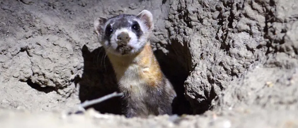 PICT - Black Footed Ferret - CPW PICT - Black Footed Ferret - CPW