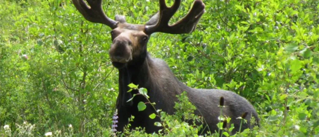 PICT Moose - CPW PICT Moose - CPW
