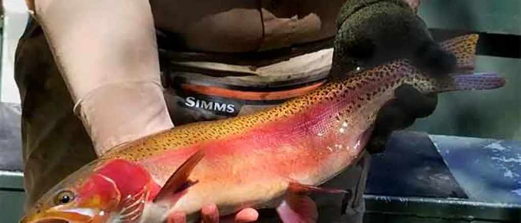 64J1 Rainbow Trout Fish - CPW - Bill Vogrin Rainbow Trout Fish - CPW - Bill Vogrin