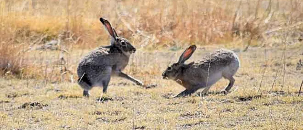 PICT 64J1 White-tailed jackrabbits - CPW PICT 64J1 White-tailed jackrabbits - CPW