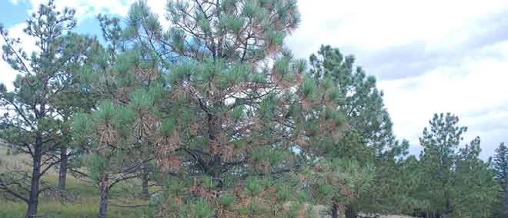 PICT Autumn needle drop in a ponderosa pine tree - CSFS