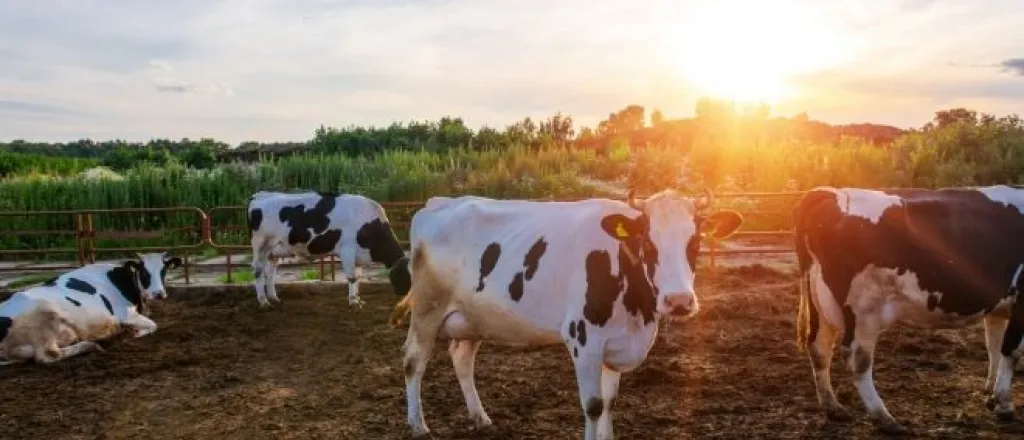 3 Colorado Dairy Farm Tours for the Whole Family 3 Colorado Dairy Farm Tours for the Whole Family