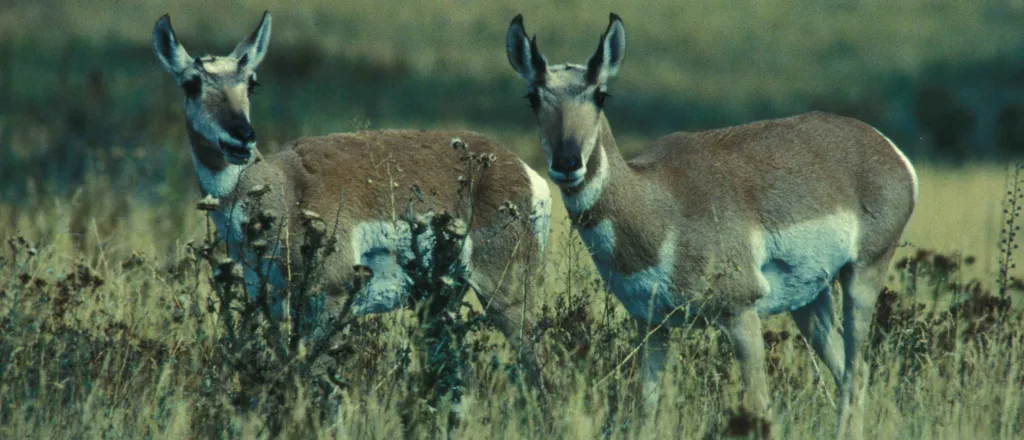 Animal - Antelope Pronghorn Bucks - USFWS Animal - Antelope Pronghorn Bucks - USFWS