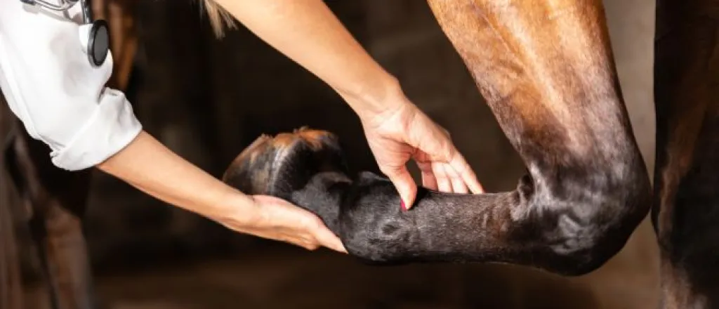 The basics you need to know about horse care The basics you need to know about horse care