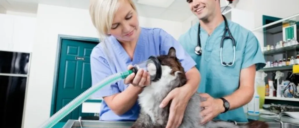 What All Vet Tech Training Should Include