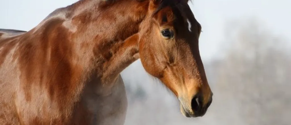 Horse Health Concerns To Watch Out for During the Winter