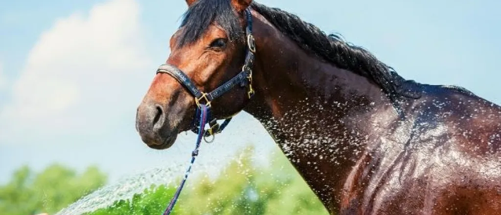 Best Ways To Prevent Horse Heat Exhaustion Best Ways To Prevent Horse Heat Exhaustion