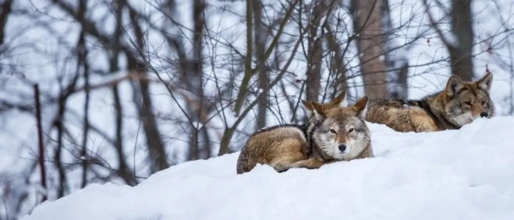 Best Animals To Hunt During the Winter