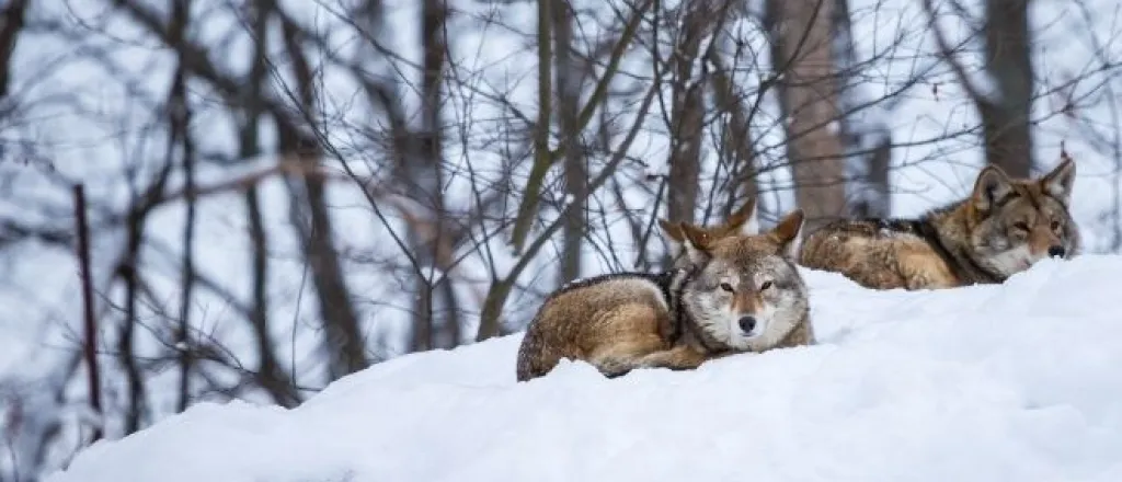 Best Animals To Hunt During the Winter Best Animals To Hunt During the Winter