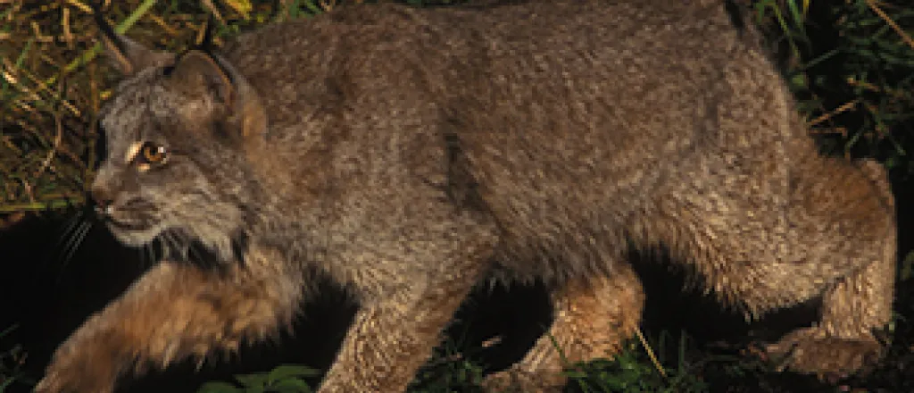 PICT - Lynx - US Fish & Wildlife PICT - Lynx - US Fish & Wildlife