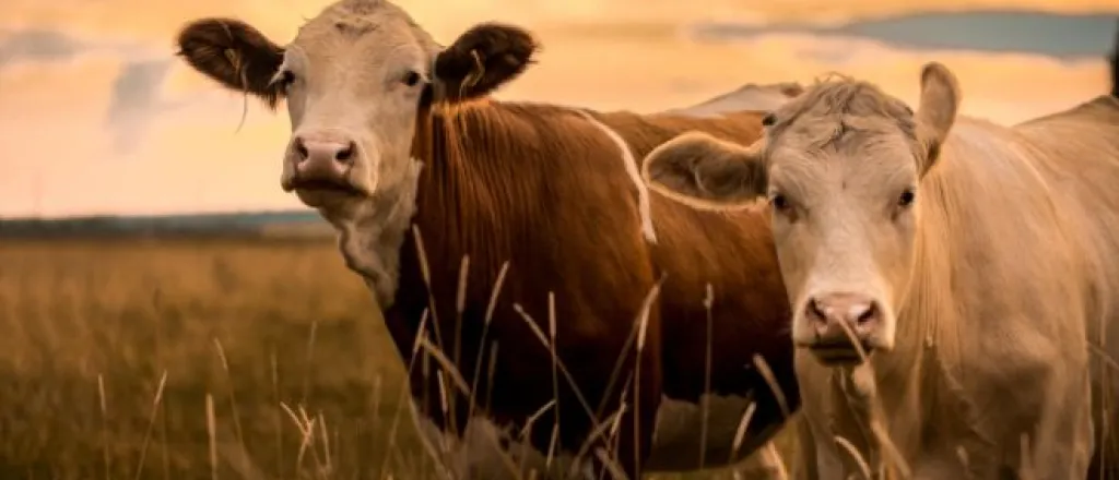 How Farm Animals Contribute to Agricultural Development How Farm Animals Contribute to Agricultural Development