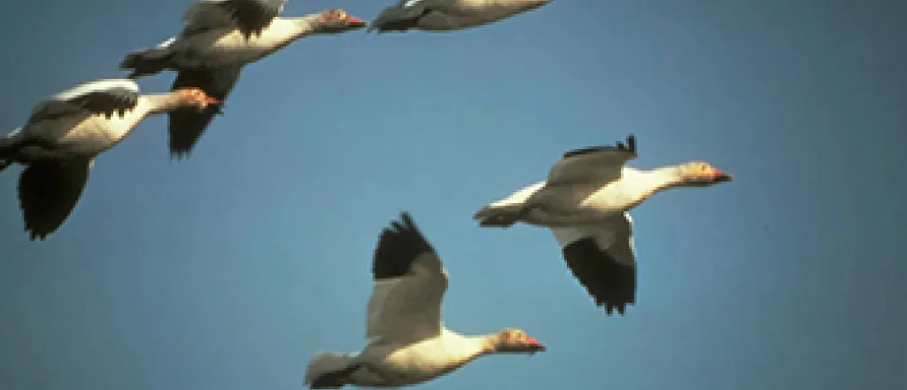 Snow Geese in Flight