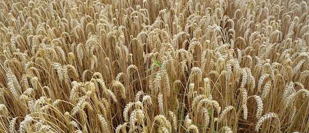 PROMO 64J1 Agriculture - Ripe Wheat - Wikimedia - public domain PROMO Agriculture - Ripe Wheat - Wikimedia - public domain
