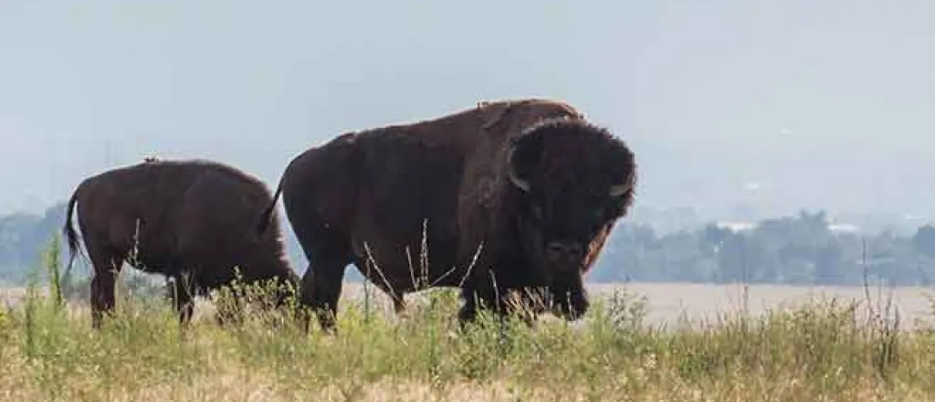 PROMO Animal - American Bison Rocky Mountain Arsenal National Wildlife Refuge - USFWS - Kayt Jonsson - public domain