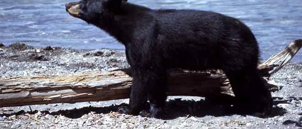 PROMO 64J1 Animal - Black Bear - Wikimedia - Public Domain PROMO Animal - Black Bear - Wikimedia - Public Domain