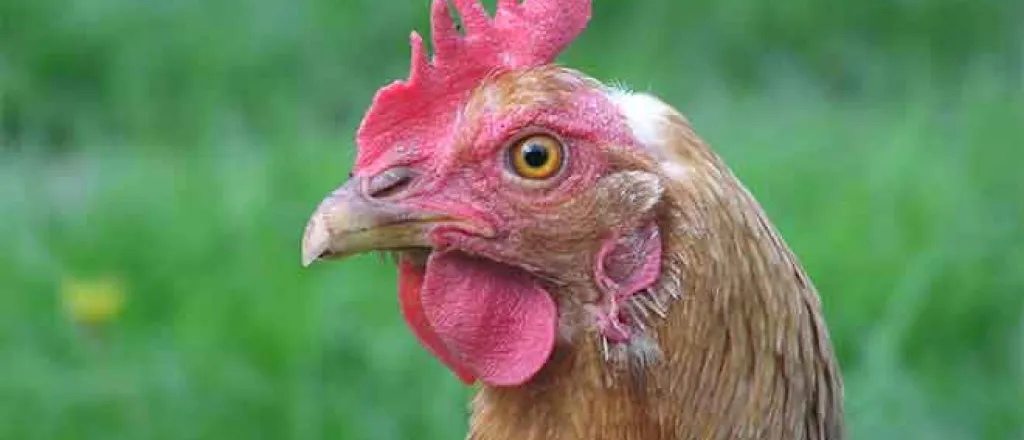 PROMO 64J1 Animal - Chicken Hen - Wikimedia