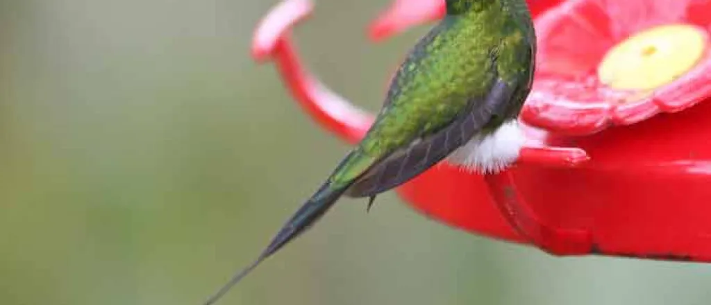 PROMO 64J1 Animal - Hummingbird Booted racket-tail Ecuador Ocreatus underwoodii - wikimedia - public domain PROMO 64J1 Animal - Hummingbird Booted racket-tail Ecuador Ocreatus underwoodii - wikimedia - public domain