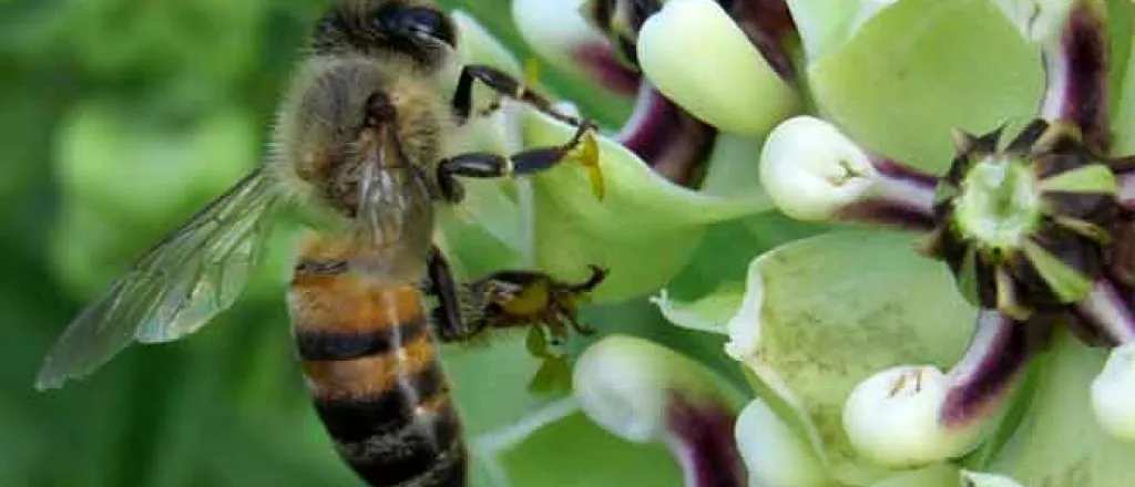 PROMO Animal - Insect Bee Antelope Horn - Wikimedia