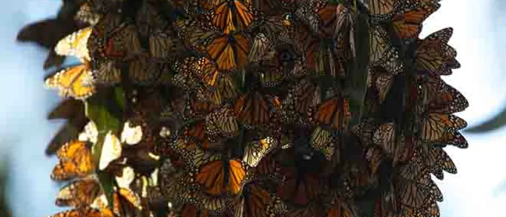 PROMO Animal - Monarch Butterflies - USFWS - Ryan Hagerty