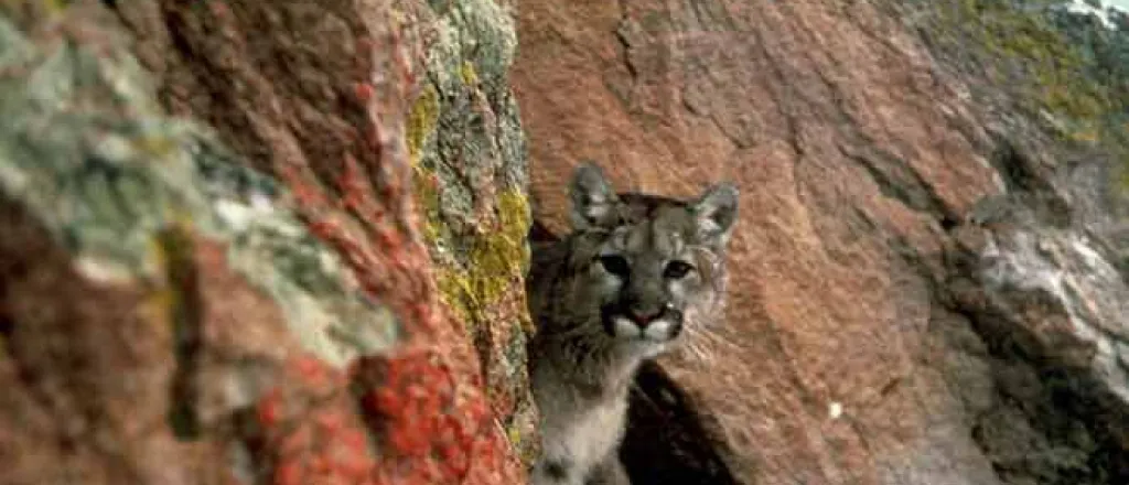 PROMO 64J1 Animal - Mountain Lion - USFWS PROMO Animal - Mountain Lion - USFWS