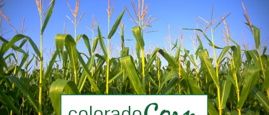 PROMO 660 x 440 Agriculture - Colorado Corn - FEMA Colorado Corn