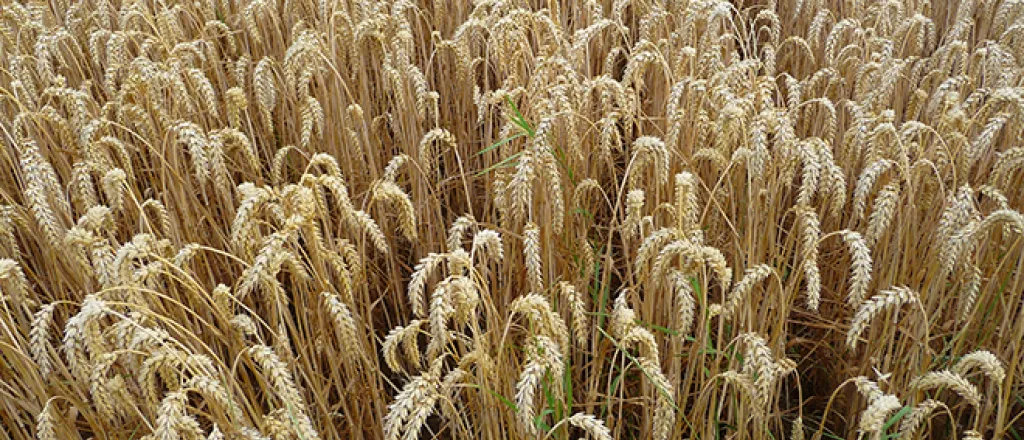 PROMO 660 x 440 Agriculture - Ripe Wheat - Wikimedia