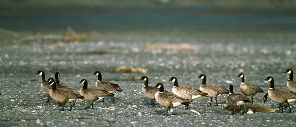 PROMO 660 x 440 Animal - Aleutian Canada Geese - USFWS