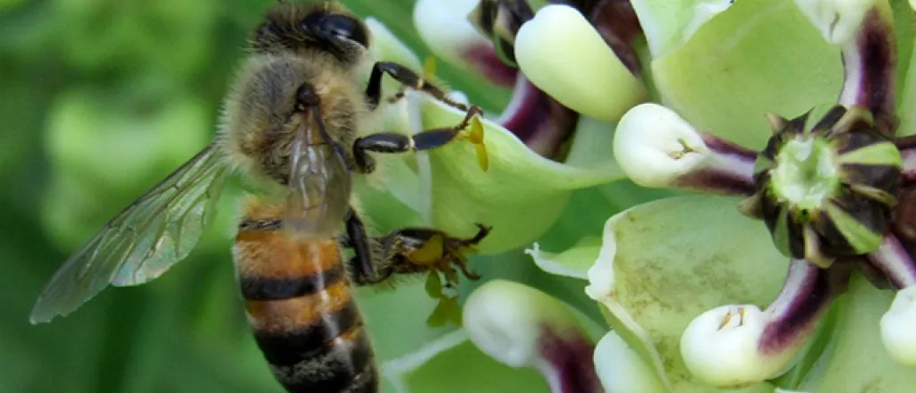 PROMO 660 x 440 Animal Bee PROMO 660 x 440 Animal Bee