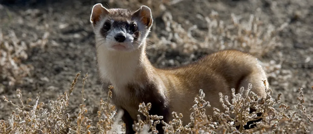 PROMO 660 x 440 Animal - Black Footed Ferret - USFWS