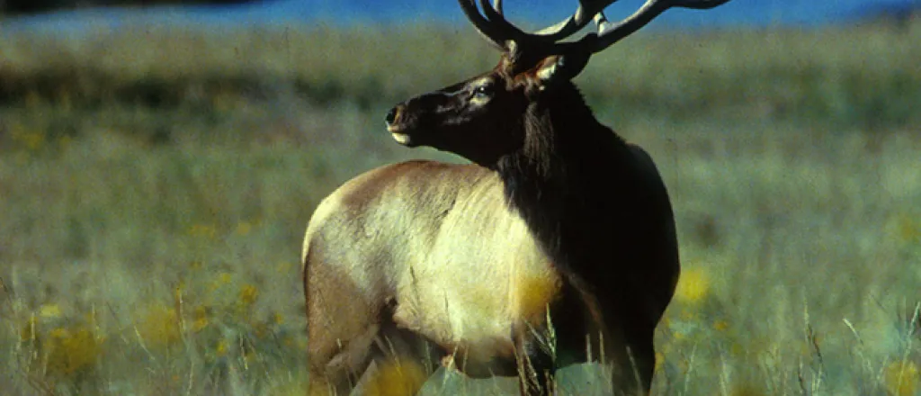 PROMO 660 x 440 Animal - Bull elk - USFWS