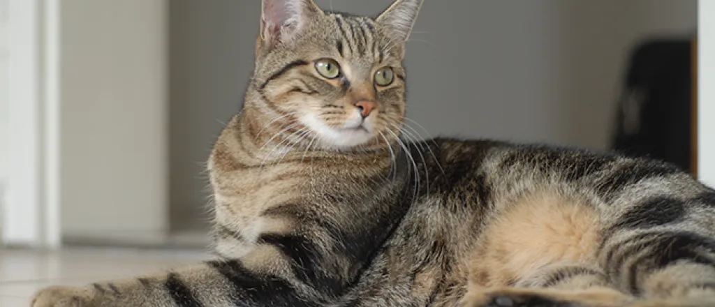 PROMO 660 x 440 Animal - Cat European Shorthair - wikimedia PROMO 660 x 440 Animal - Cat European Shorthair - wikimedia