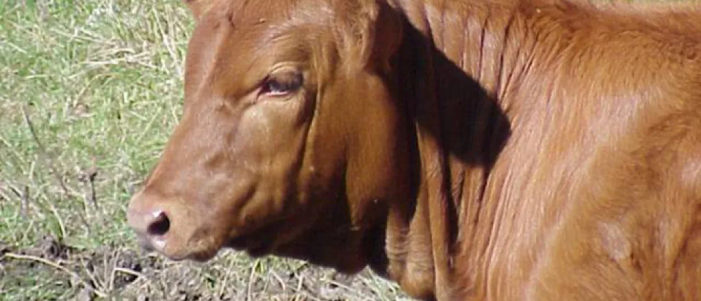 PROMO 660 x 440 Animal - Agriculture Cattle Red Angus Heifer - Wikimedia PROMO 660 x 440 Animal - Agriculture Cattle Red Angus Heifer - Wikimedia