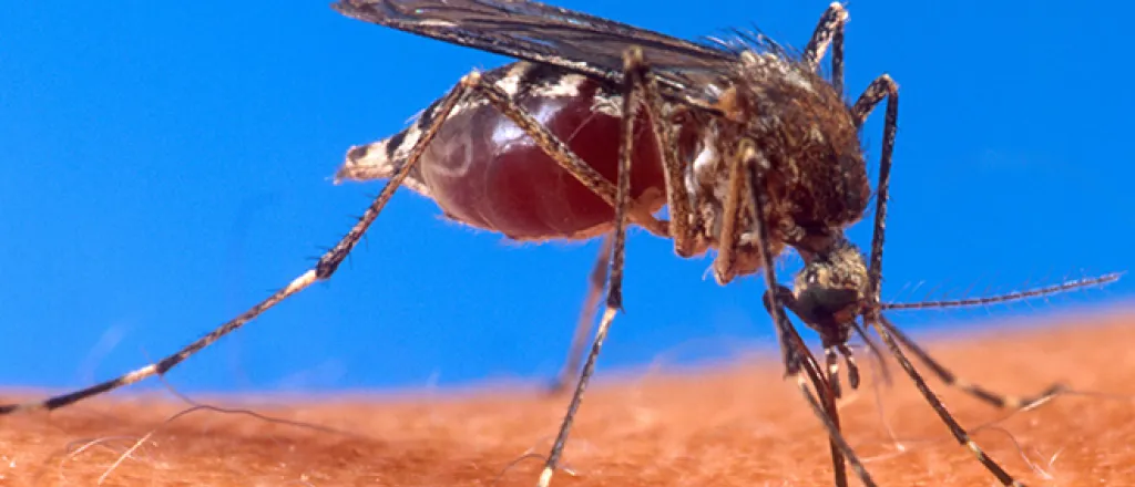 PROMO 660 x 440 Animal - Mosquito Biting Human - Wikimedia