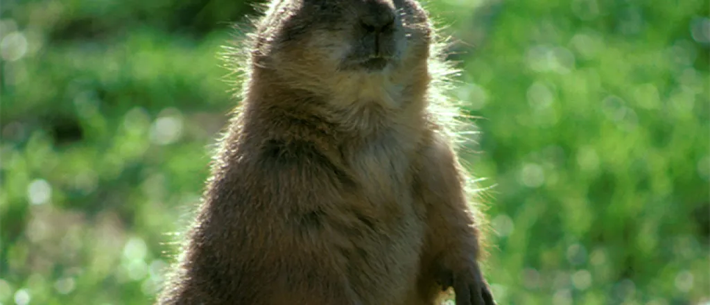 PROMO 660 x 440 Animal - Priarie Dog - USFWS PROMO 660 x 440 Animal - Priarie Dog - USFWS