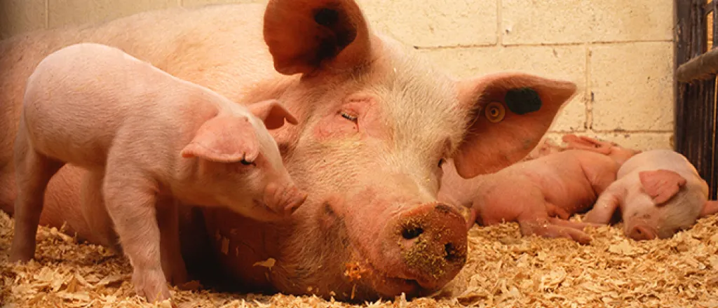PROMO 660 x 440 Animal - Sow Piglets - Wikimedia PROMO 660 x 440 Animal - Sow Piglets - Wikimedia