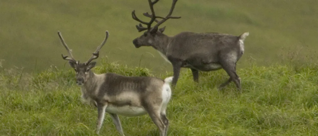 PROMO 660 x 440 Animal Atka Island Reindeer - USFWS