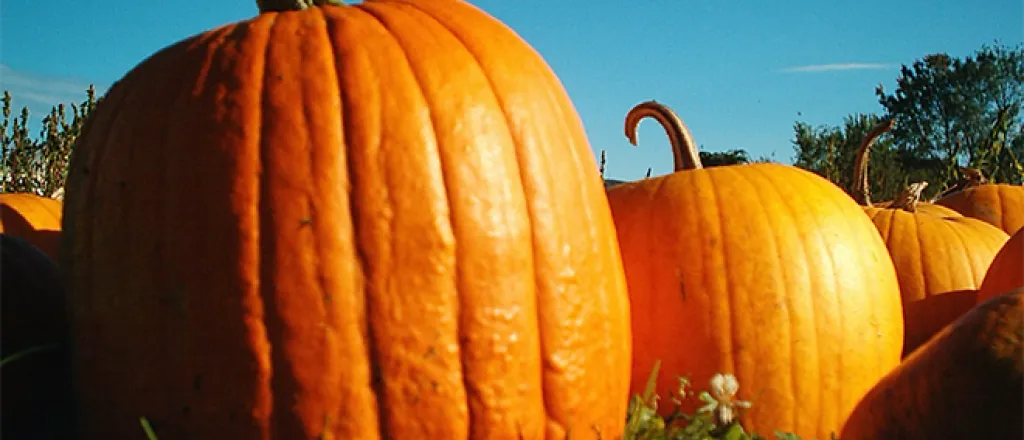 PROMO 660 x 440 Food - Pumpkins Hancock Shaker - Wikimedia