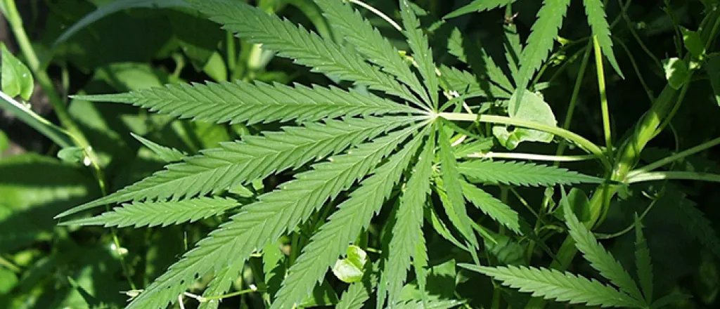 PROMO 660 x 440 Marijuana - Wikimedia Public Domain PROMO 660 x 440 Marijuana - Wikimedia Public Domain
