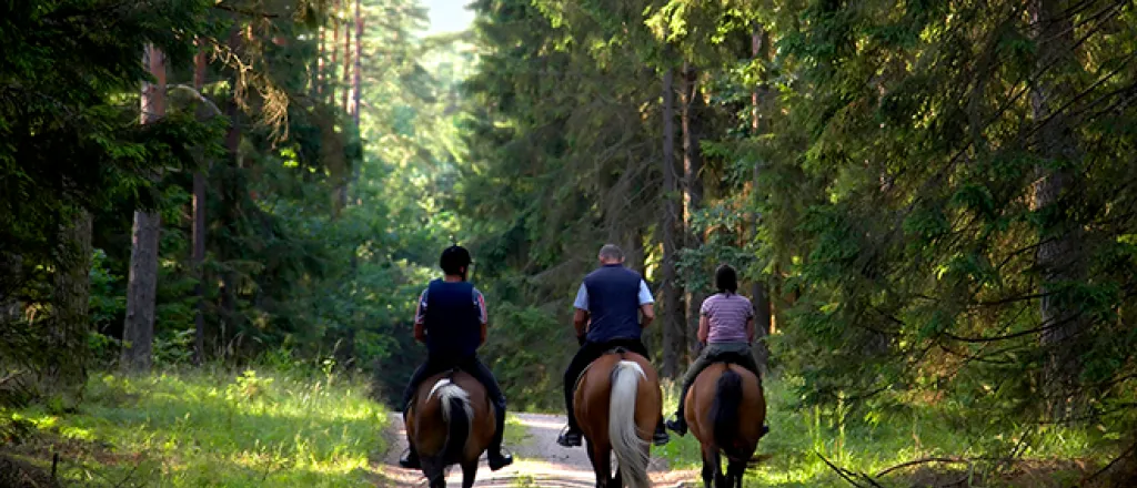 PROMO 660 x 440 Outdoors - Recreation Horseback Riding People Forest Trail - iStock - amaxim