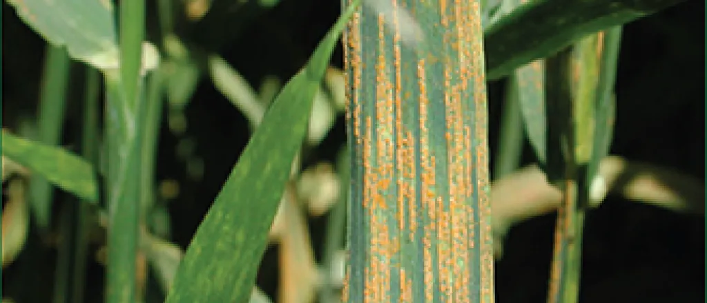 Striped Wheat Rust Striped Wheat Rust