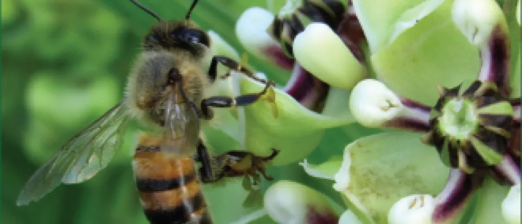 Environment - Bees and Pollinators