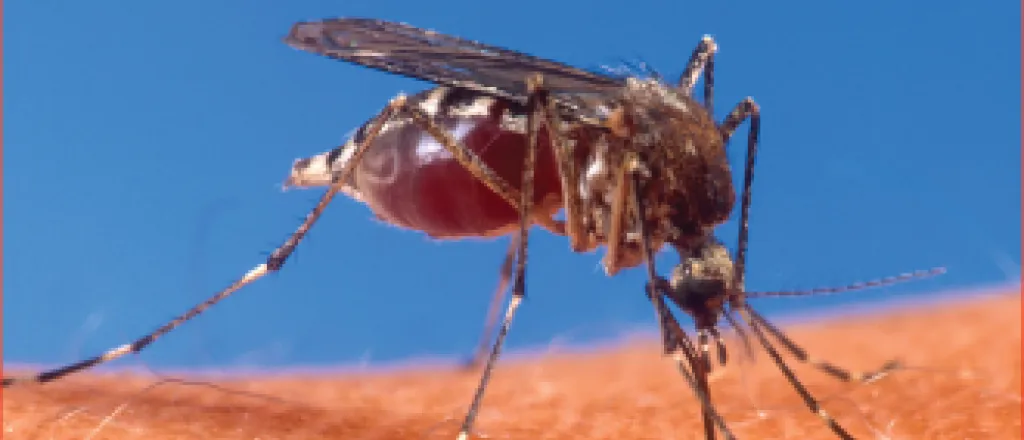 Mosquito - West Nile Virus Mosquito - West Nile Virus