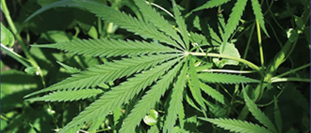 Marijuana Leaf Marijuana Leaf