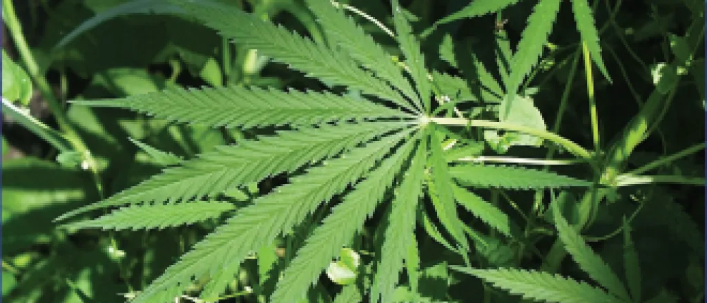 Marijuana Leaf Marijuana Leaf