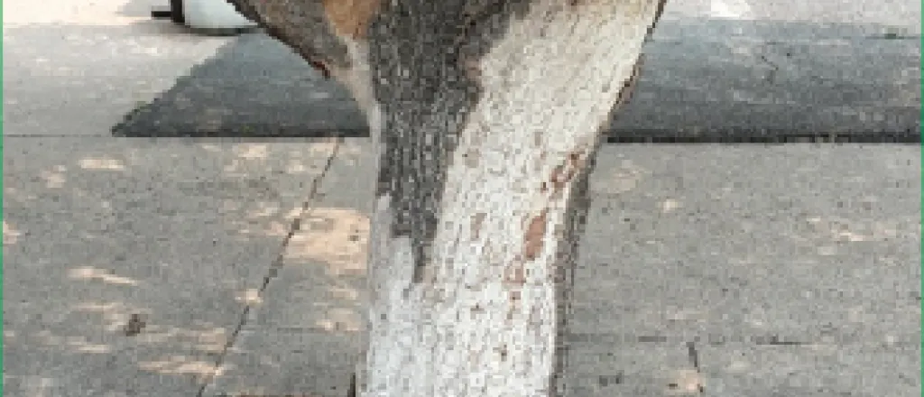 Promo Tree Care Promo Tree Care
